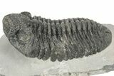 Large Phacopid (Drotops) Trilobite - Mrakib, Morocco #233835-3